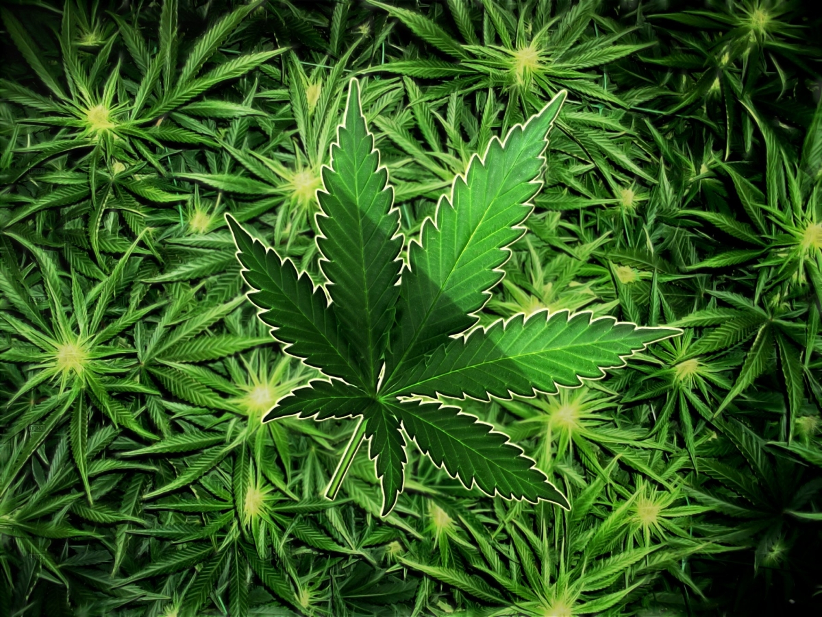 Как определить марихуану в моче сколько по закону можно выращивать конопли
